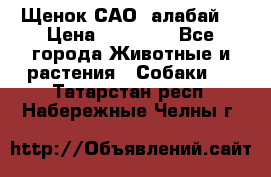 Щенок САО (алабай) › Цена ­ 10 000 - Все города Животные и растения » Собаки   . Татарстан респ.,Набережные Челны г.